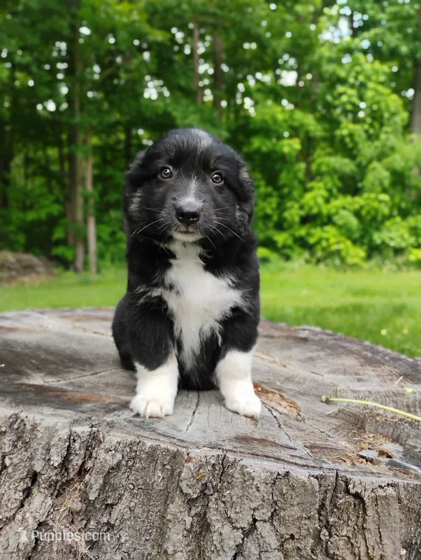 Charlie  – Miniature Australian Shepherd puppy for sale in Mora, MN
