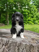 Charlie , a male Miniature Australian Shepherd for sale in Mora, MN – 1 of 7