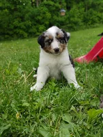 Ziggy, a male Miniature Australian Shepherd for sale in Mora, MN – 3 of 7