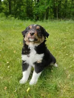 Max, a male Miniature Australian Shepherd for sale in Mora, MN – 1 of 8