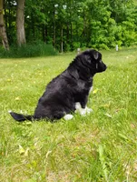 Charlie , a male Miniature Australian Shepherd for sale in Mora, MN – 7 of 7
