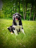 Tabouli, a female Miniature Australian Shepherd for sale in Mora, MN – 3 of 7