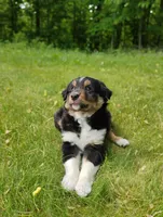 Max, a male Miniature Australian Shepherd for sale in Mora, MN – 2 of 8