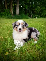 Delta, a female Miniature Australian Shepherd for sale in Mora, MN – 3 of 6
