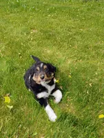 Max, a male Miniature Australian Shepherd for sale in Mora, MN – 8 of 8