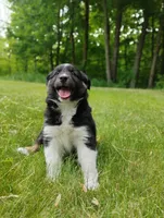 Tabouli, a female Miniature Australian Shepherd for sale in Mora, MN – 6 of 7