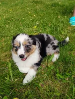 Delta, a female Miniature Australian Shepherd for sale in Mora, MN – 6 of 6