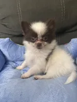 Cory, a male Pomeranian for sale in Edinburg, TX – 4 of 4