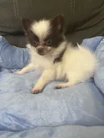 Cory, a male Pomeranian for sale in Edinburg, TX – 3 of 4