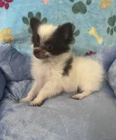 Cory, a male Pomeranian for sale in Edinburg, TX – 2 of 4