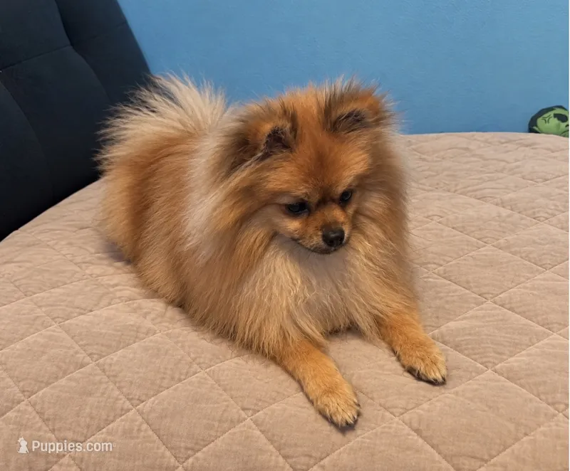 Charlie  – Pomeranian puppy for sale in Edinburg, TX