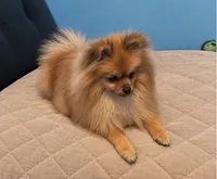 Charlie , a male Pomeranian for sale in Edinburg, TX – 1 of 3