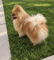 Charlie , a male Pomeranian for sale in Edinburg, TX – 2 of 3