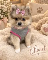 Chanel , a female Pomeranian for sale in Edinburg, TX – 2 of 2