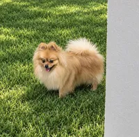 Charlie , a male Pomeranian for sale in Edinburg, TX – 3 of 3