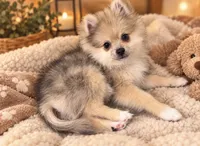 Chanel , a female Pomeranian for sale in Edinburg, TX – 1 of 2