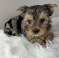 Maverick, a male Yorkshire Terrier for sale in Louisville, OH – 4 of 8