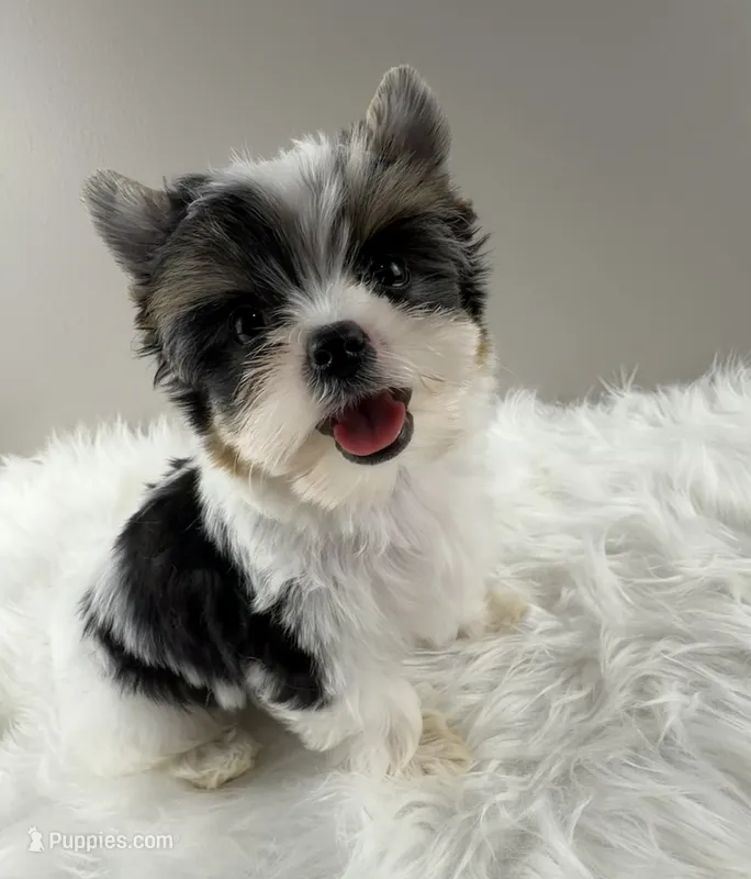 Fiona – Yorkshire Terrier puppy for sale in Louisville, OH