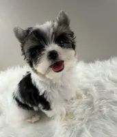 Fiona, a female Yorkshire Terrier for sale in Louisville, OH – 1 of 8