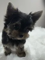 Mo, a male Yorkshire Terrier for sale in Louisville, OH – 2 of 7