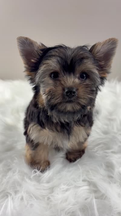 AJ, a male Yorkshire Terrier for sale in Louisville, OH – 2 of 8