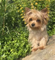 Axel, a male Yorkshire Terrier for sale in Louisville, OH – 8 of 9