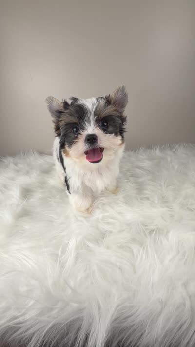 Fiona, a female Yorkshire Terrier for sale in Louisville, OH – 2 of 8