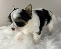 Princess, a female Yorkshire Terrier for sale in Louisville, OH – 7 of 10