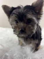 AJ, a male Yorkshire Terrier for sale in Louisville, OH – 5 of 8