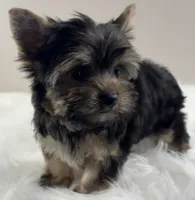 AJ, a male Yorkshire Terrier for sale in Louisville, OH – 3 of 8