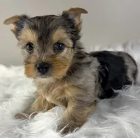 Maverick, a male Yorkshire Terrier for sale in Louisville, OH – 2 of 8