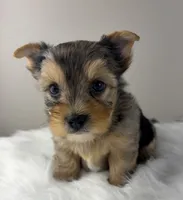 Maverick, a male Yorkshire Terrier for sale in Louisville, OH – 3 of 8