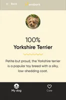 Axel, a male Yorkshire Terrier for sale in Louisville, OH – 9 of 9