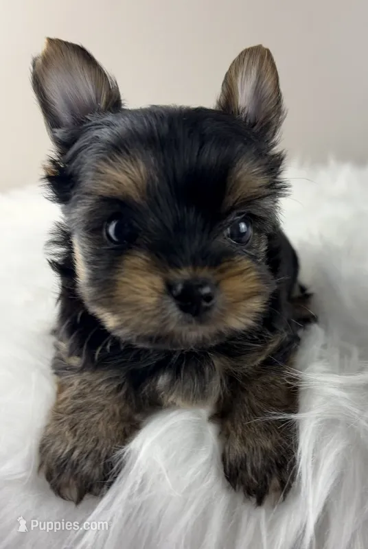 Mikey  – Yorkshire Terrier puppy for sale in Louisville, OH
