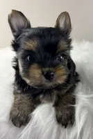 Mikey , a male Yorkshire Terrier for sale in Louisville, OH – 1 of 8