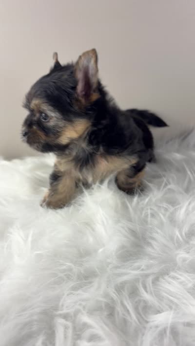 Axel, a male Yorkshire Terrier for sale in Louisville, OH – 3 of 9