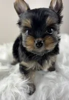 Mikey , a male Yorkshire Terrier for sale in Louisville, OH – 4 of 8