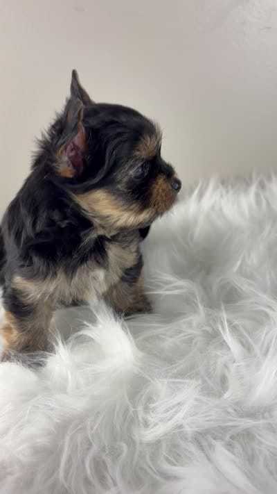 Mikey , a male Yorkshire Terrier for sale in Louisville, OH – 6 of 8