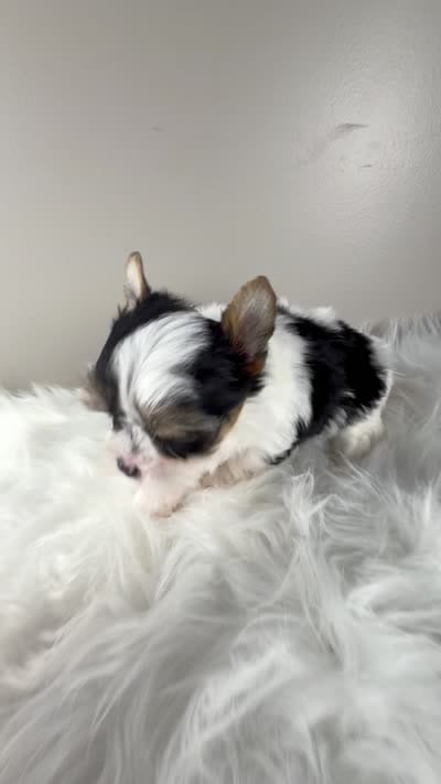 Princess, a female Yorkshire Terrier for sale in Louisville, OH – 9 of 10