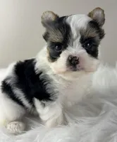 Princess, a female Yorkshire Terrier for sale in Louisville, OH – 4 of 10