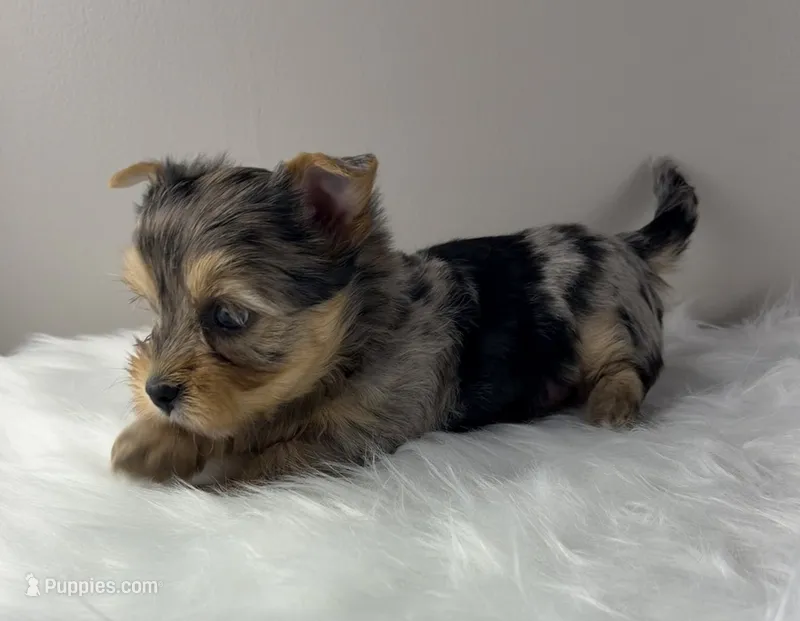 Maverick – Yorkshire Terrier puppy for sale in Louisville, OH