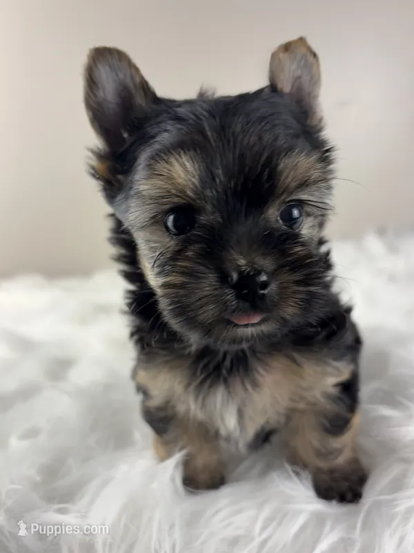 Axel – Yorkshire Terrier puppy for sale in Louisville, OH