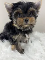 Mo, a male Yorkshire Terrier for sale in Louisville, OH – 1 of 7