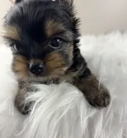Mikey , a male Yorkshire Terrier for sale in Louisville, OH – 3 of 8