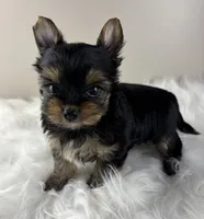 Mikey , a male Yorkshire Terrier for sale in Louisville, OH – 5 of 8