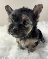 Axel, a male Yorkshire Terrier for sale in Louisville, OH – 2 of 9
