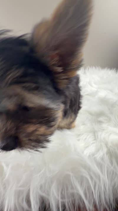 AJ, a male Yorkshire Terrier for sale in Louisville, OH – 4 of 8