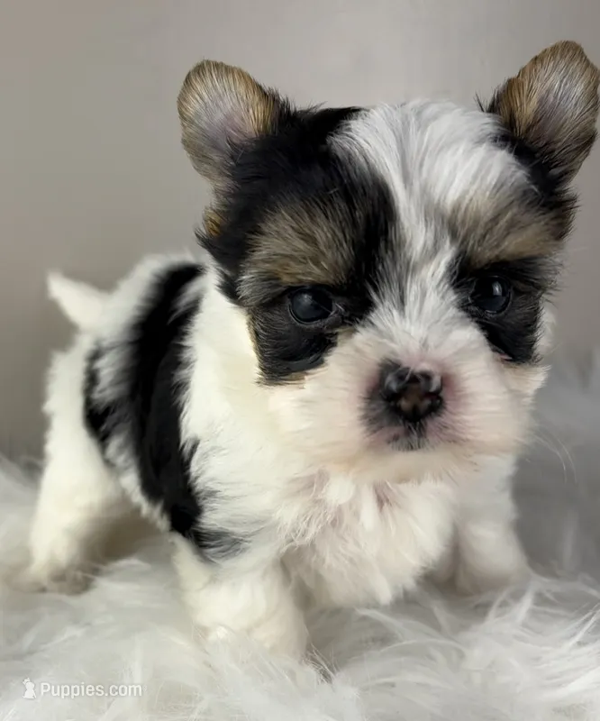 Princess – Yorkshire Terrier puppy for sale in Louisville, OH