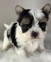 Princess, a female Yorkshire Terrier for sale in Louisville, OH – 1 of 10
