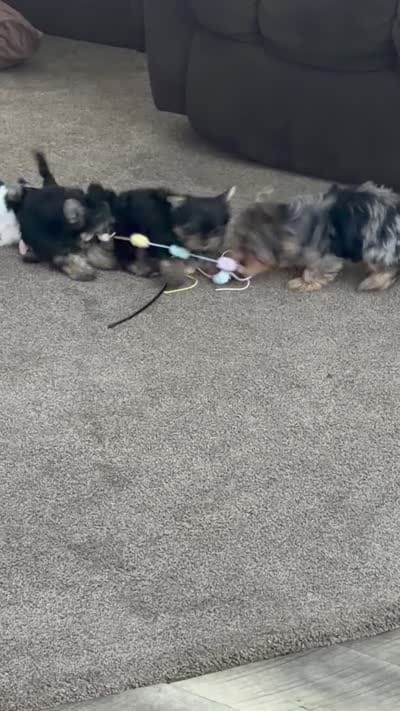 Mo, a male Yorkshire Terrier for sale in Louisville, OH – 6 of 7